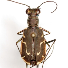 Cicindela tenuisignata