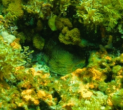 Coscinaraea mcneilli