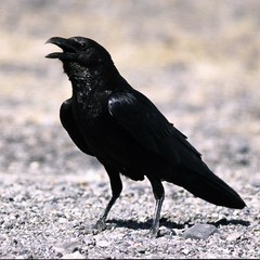 Corvus edithae