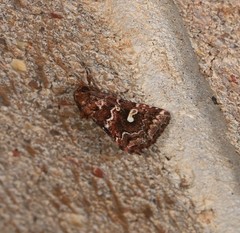 Chaograptis euchrysa