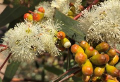 Eucalyptus phenax