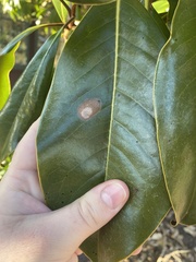 Phyllosticta magnoliae