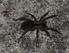 Trochosa sepulchralis