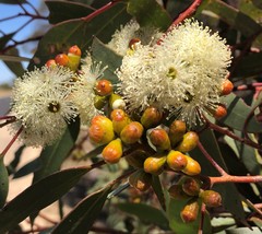 Eucalyptus phenax