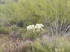 Cylindropuntia bigelovii