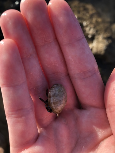 Hydatina physis observed 2021-12-15