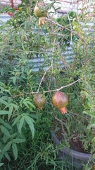 Punica