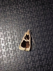 Deltoplastis commatopa