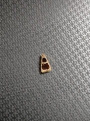 Deltoplastis commatopa