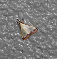 Autocharis hedyphaes