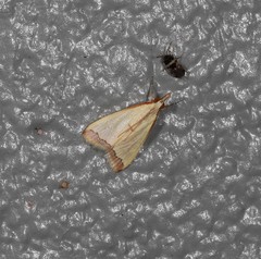 Autocharis mimetica