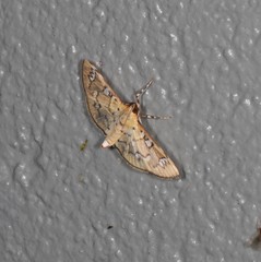 Cotachena hicana