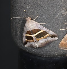 Grammodes quaesita