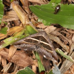 Grammodes quaesita