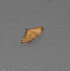 Herpetogramma cynaralis