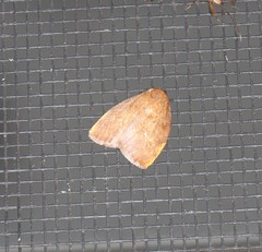 Hemonia micrommata