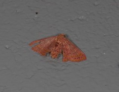 Homodes bracteigutta