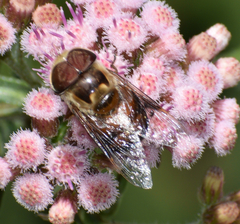 Copestylum quadratum
