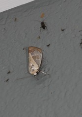 Westermannia gloriosa