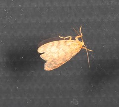 Miltochrista quadrilineata