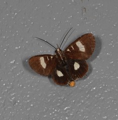 Mimeusemia centralis