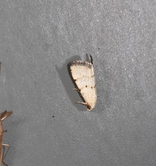Narangodes