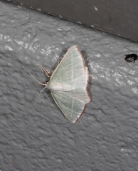 Oenochroma infantilis