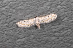 Parapoynx dentizonalis