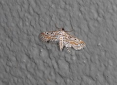 Parapoynx dentizonalis