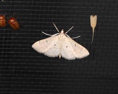Protonoceras argocephala