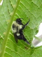 Bombus impatiens