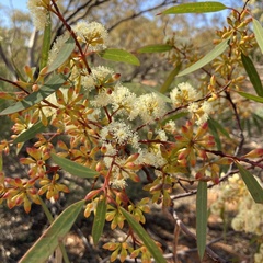 Eucalyptus dumosa