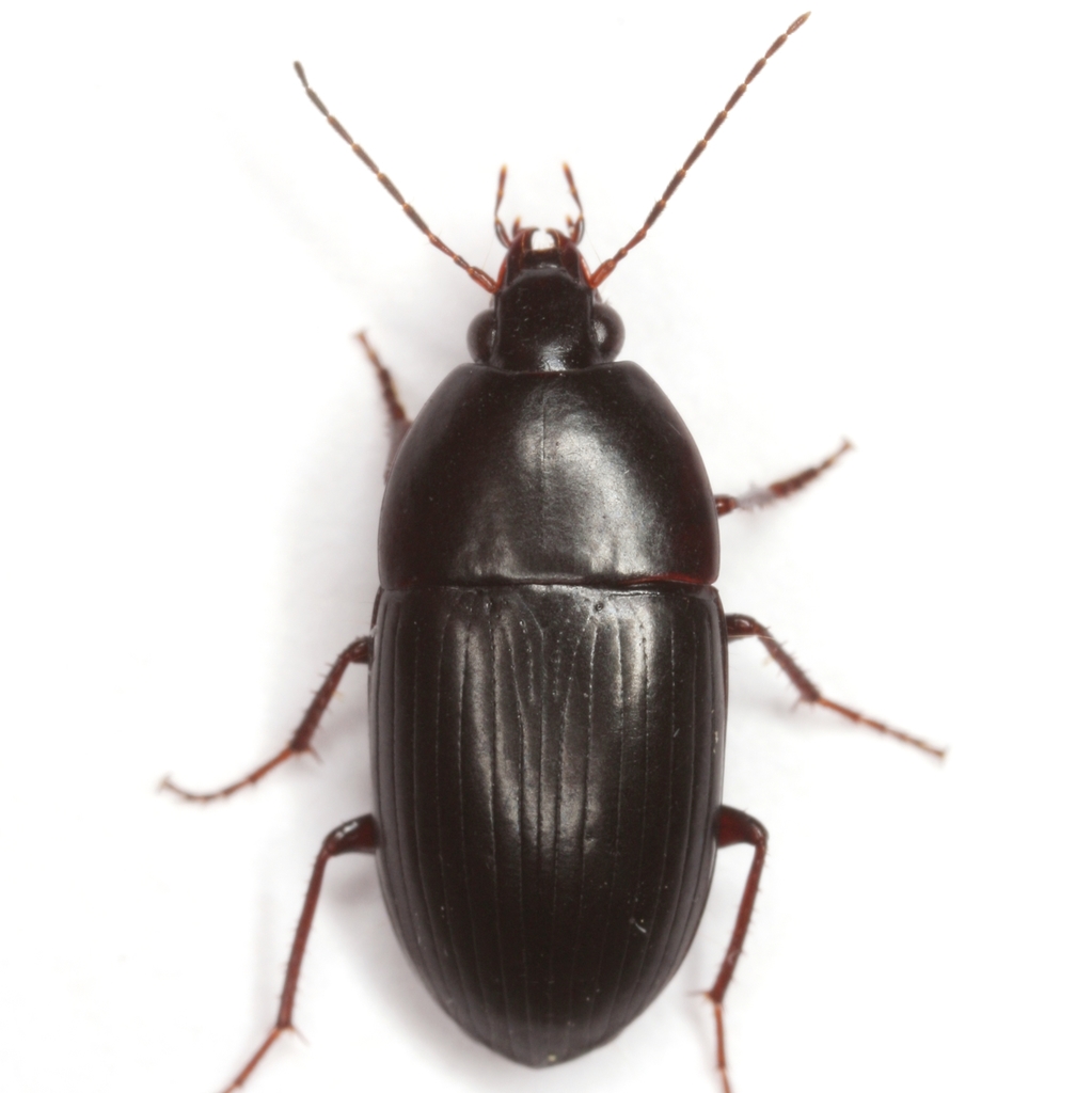 Oodes amaroides