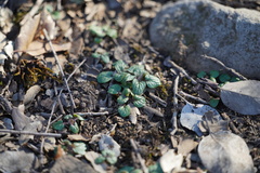 Scutellaria tuberosa