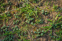 Scutellaria tuberosa