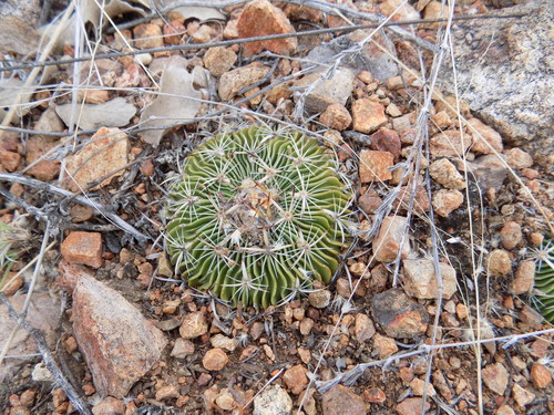Stenocactus multicostatus