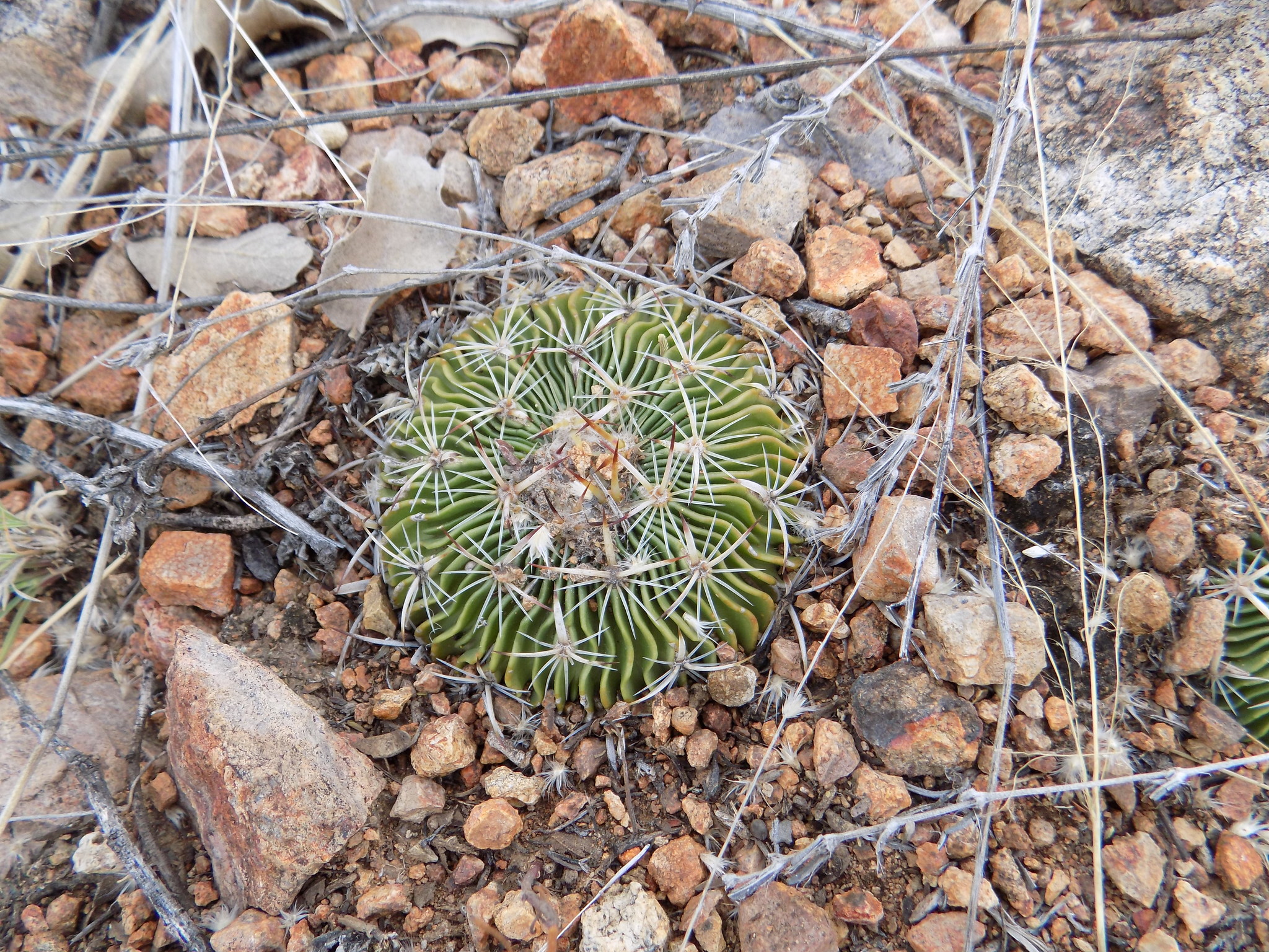 Stenocactus multicostatus