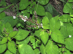 Plectranthus grallatus
