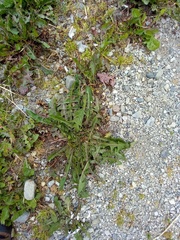 Taraxacum officinale
