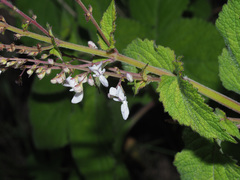 Plectranthus grallatus