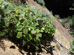 Plectranthus fruticosus