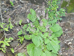 Plectranthus fruticosus