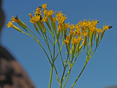 Senecio glaberrimus