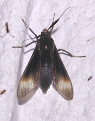 Anycles anthracina