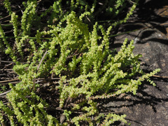 Crassula lanceolata