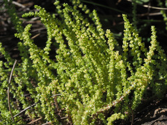 Crassula lanceolata