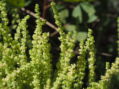 Crassula lanceolata