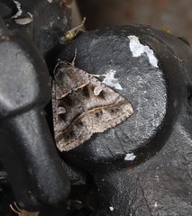 Acantholipes juba