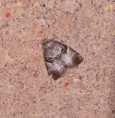 Acatapaustus mesoleuca