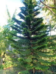 Araucariaceae